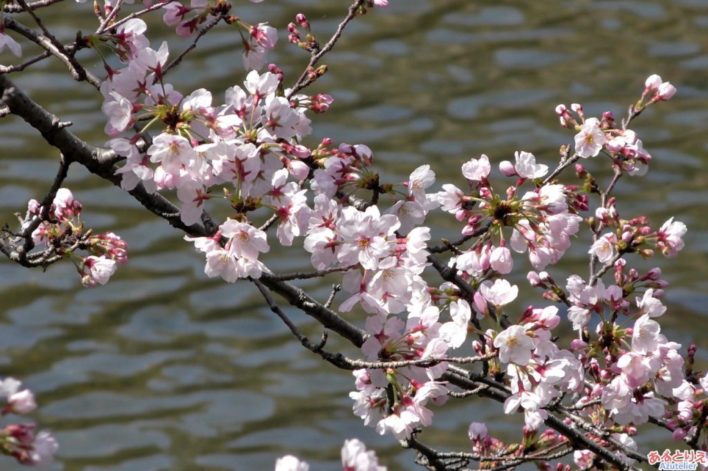 一番咲きの桜