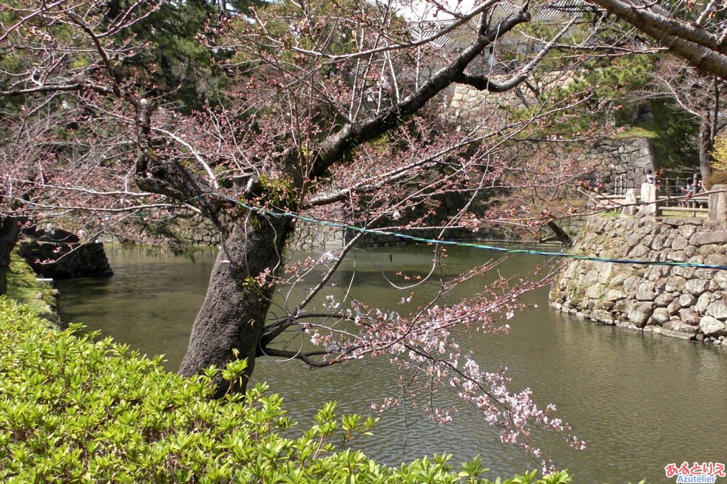 一番咲きの桜