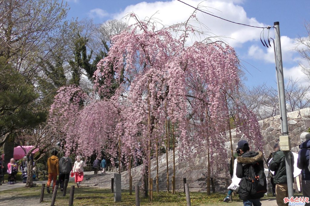 松平元康騎馬像裏のしだれ桜