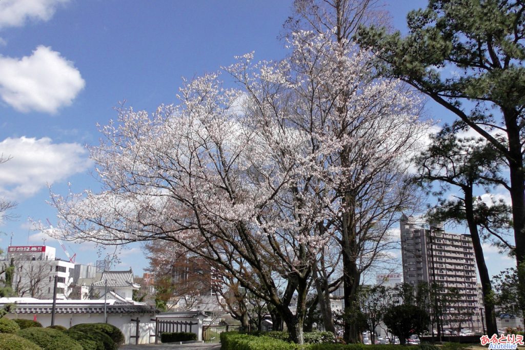 桜(ソメイヨシノではないです)