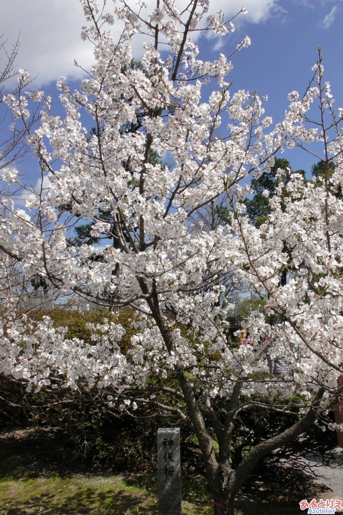 神代桜