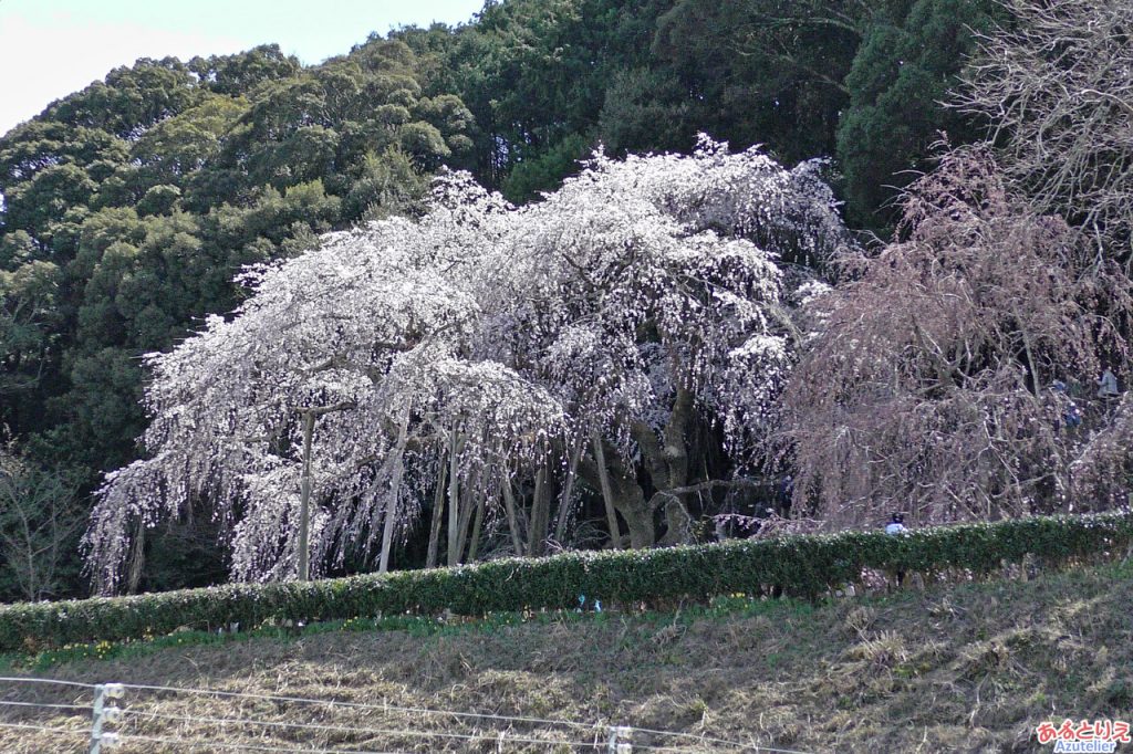 しだれ桜