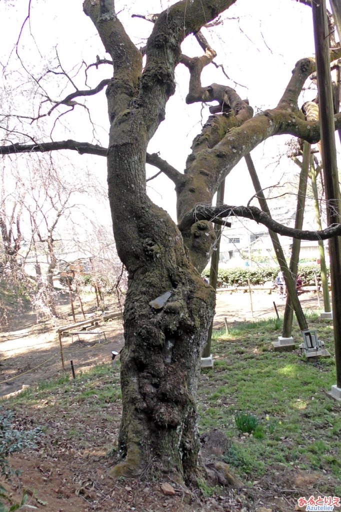 樹齢1300年の根っこ