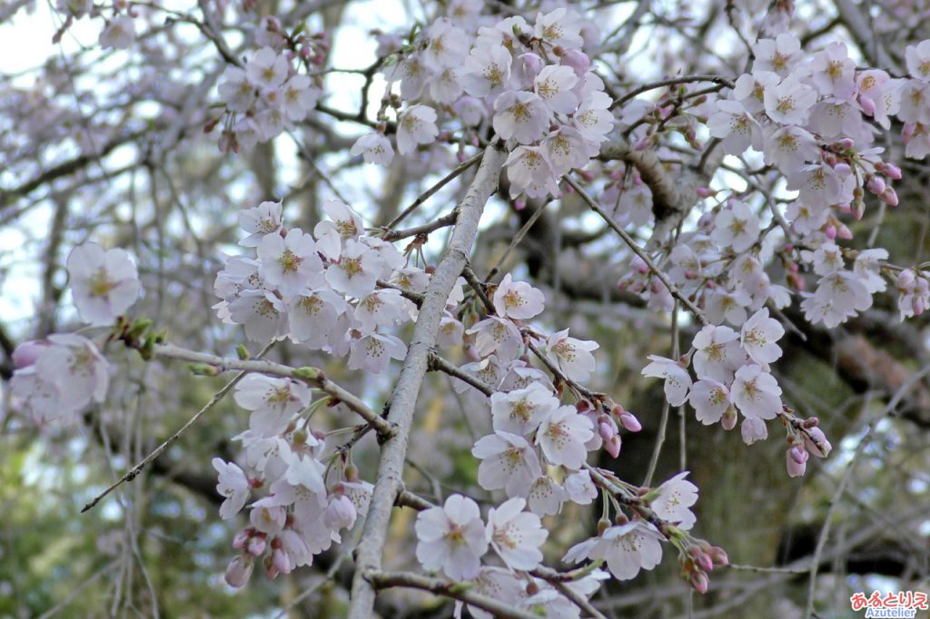 花は小ぶりです