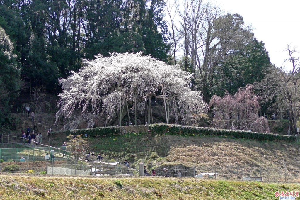 桜の形が一番きれいに見れるスポットより