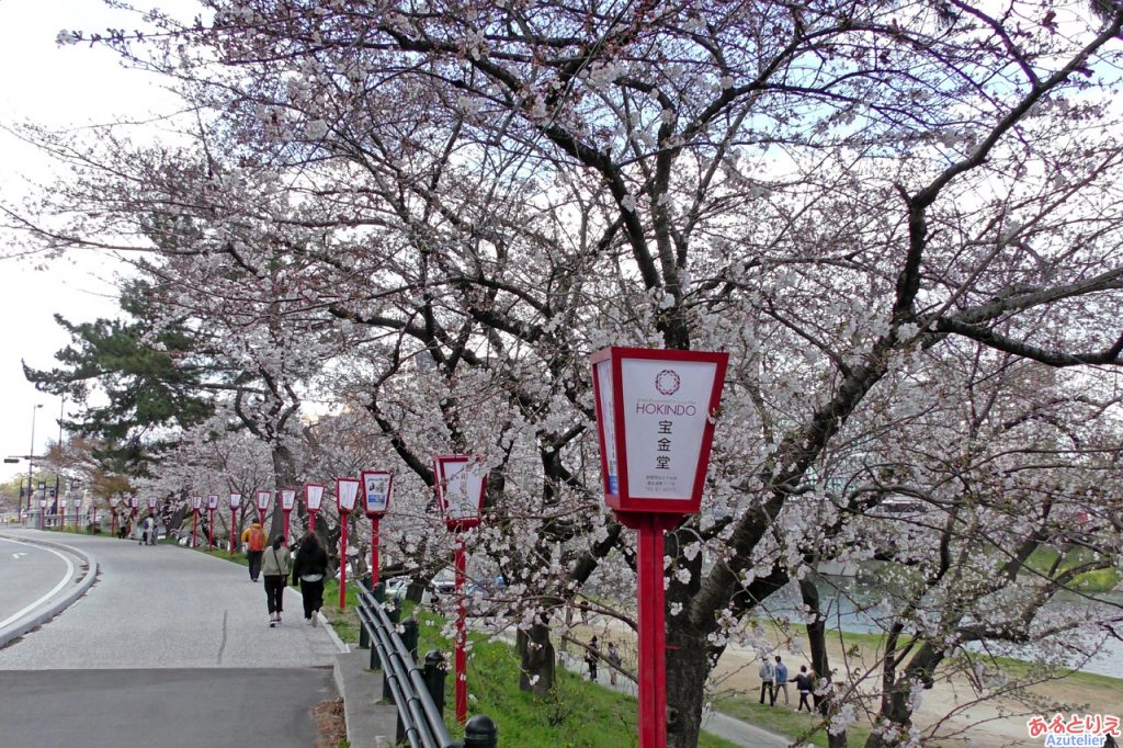 桜の開花状況は、5割といったところでしょうか。
