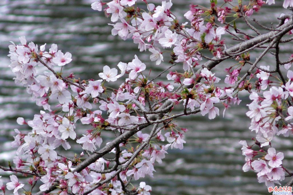 一番咲きの桜