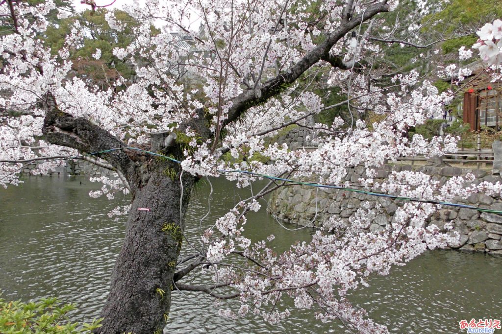 一番咲きの桜