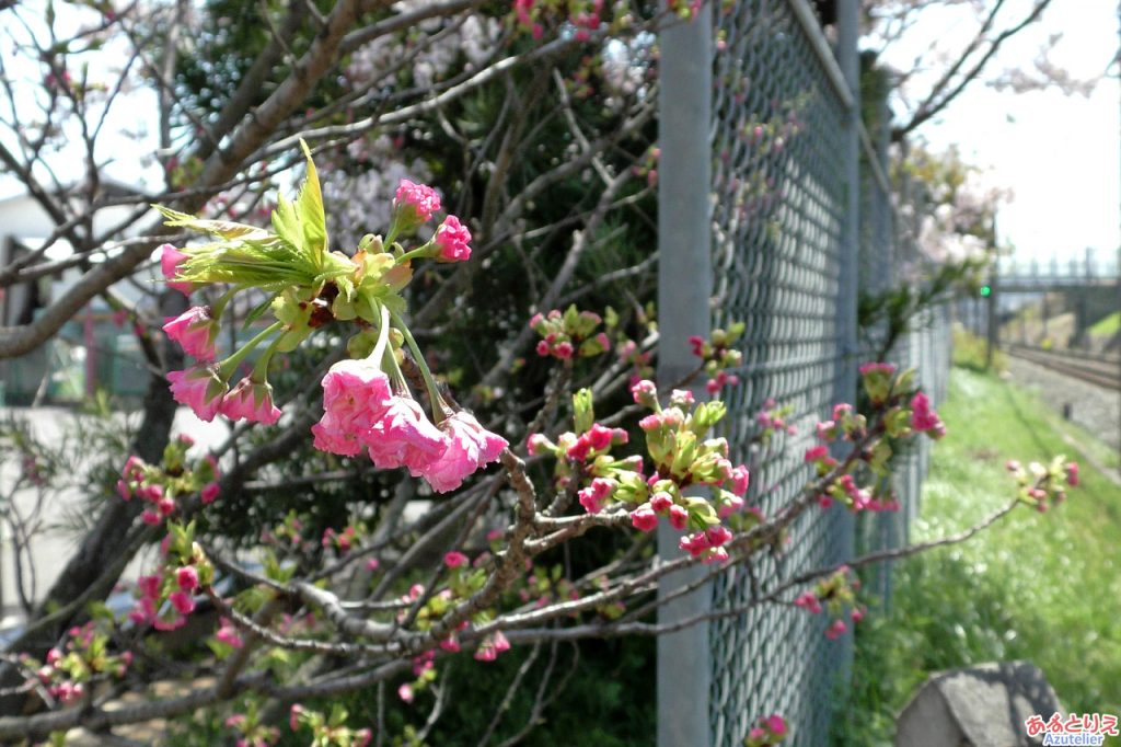 松月桜