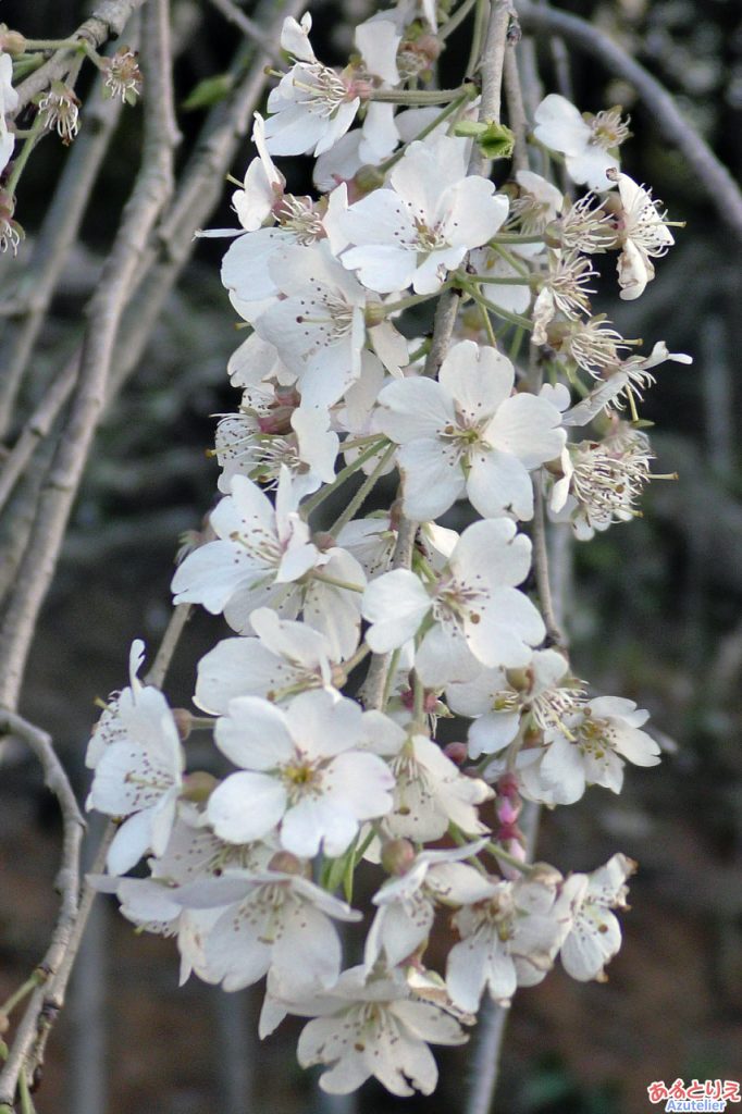 花アップ