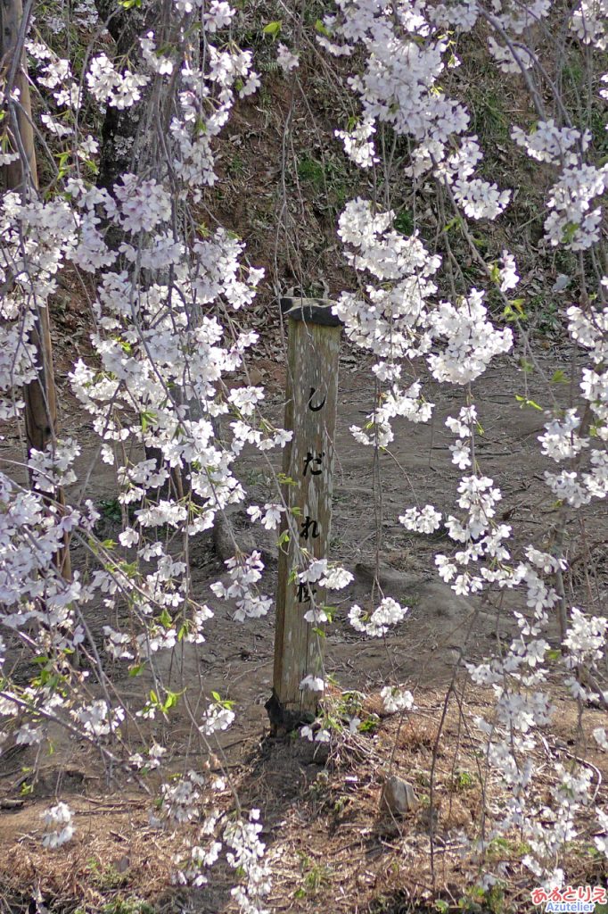 若木のしだれ桜