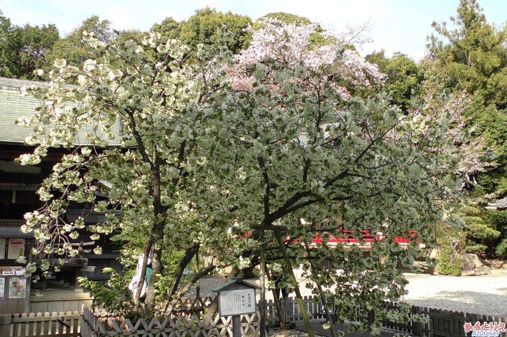 うこん桜は「咲き始め」です。