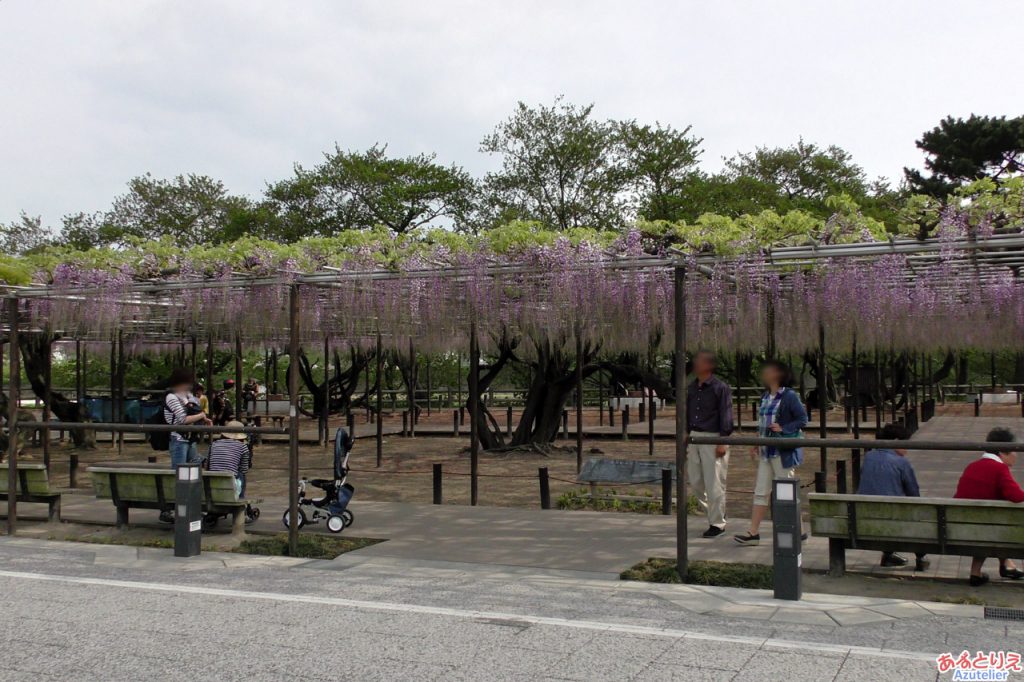 桜も終わって、藤だな～