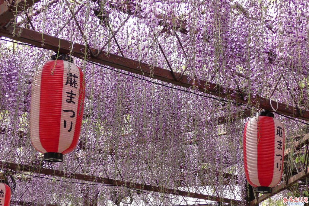 徳王神社の藤