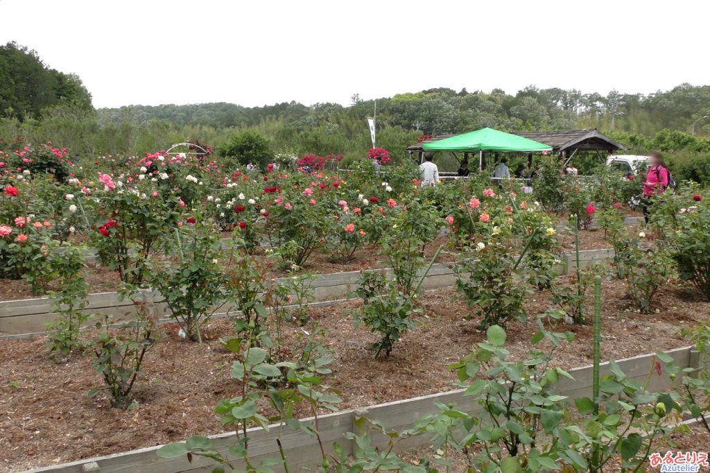 奥殿陣屋バラ園