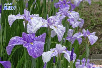 東公園花菖蒲まつり(2019年6月4日)