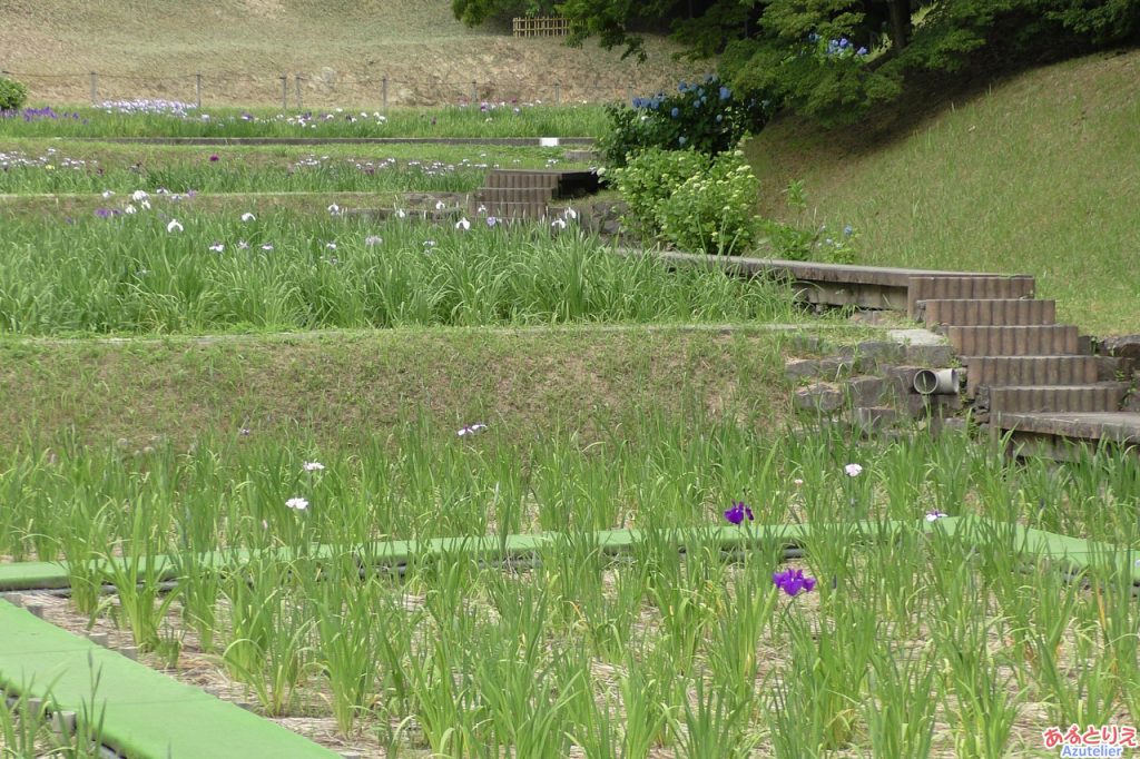 東公園花菖蒲まつり(2019年6月4日)