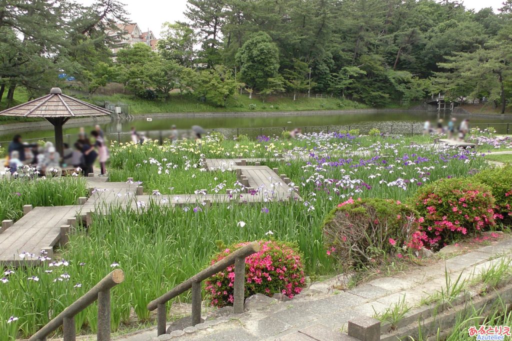 東公園花菖蒲まつり(2019年6月4日)