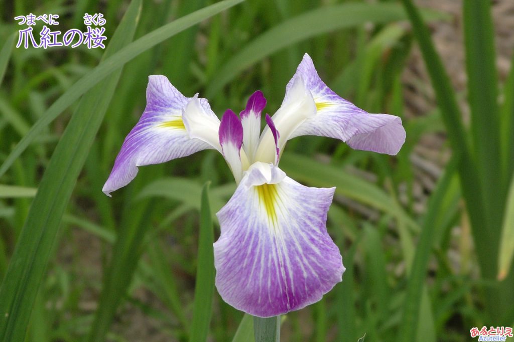 東公園花菖蒲まつり(2019年6月4日)