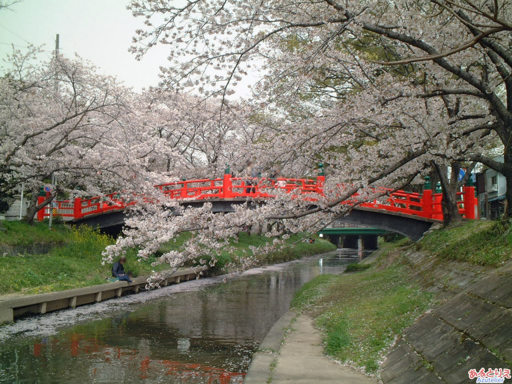 伊賀八幡宮：桜の時期の神橋