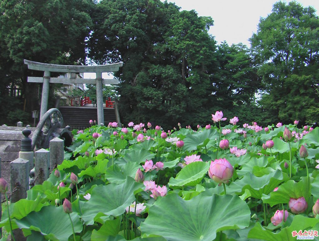 蓮池のハス