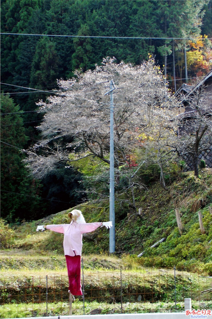 桜とかかし