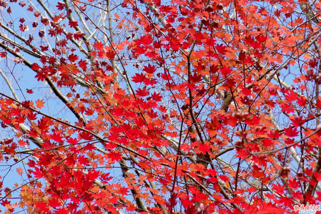 階段右側の紅葉