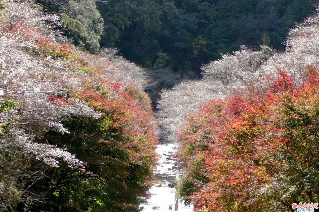 田代川の川岸を挟む桜と紅葉