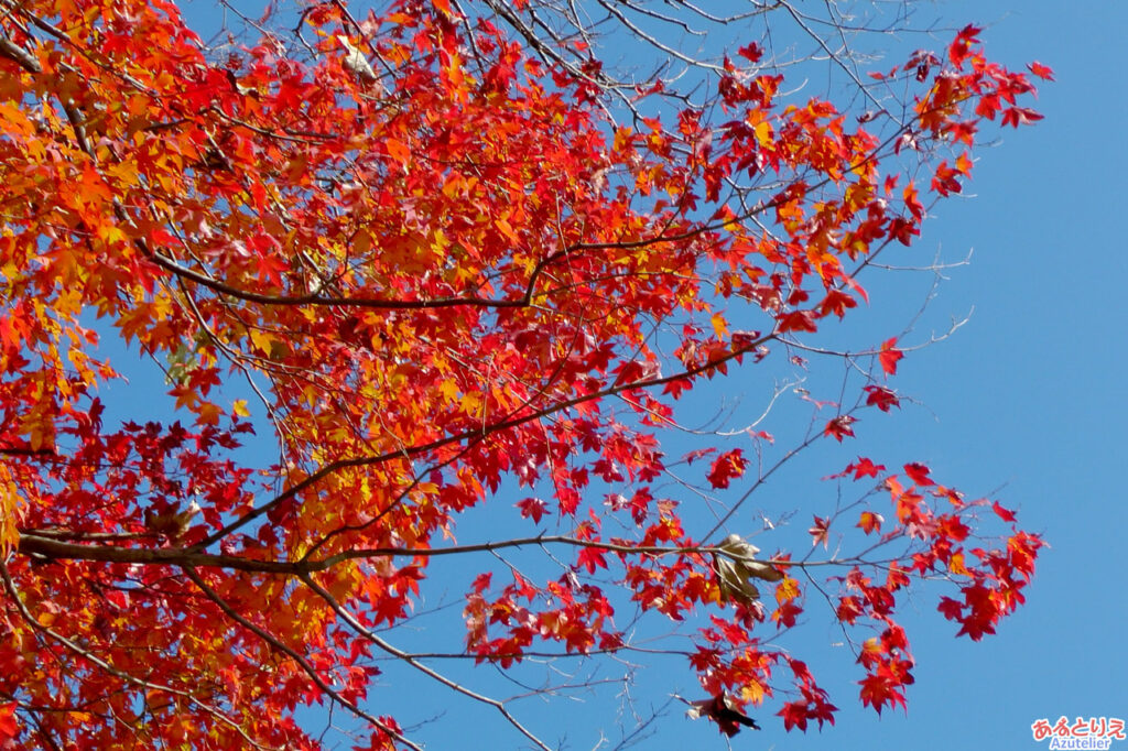 青空と紅葉