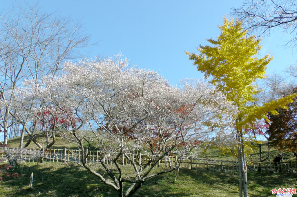 ふれあい公園