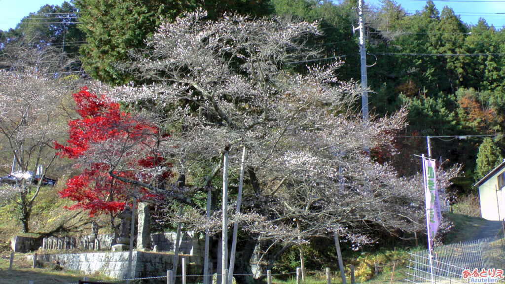 前洞の四季桜