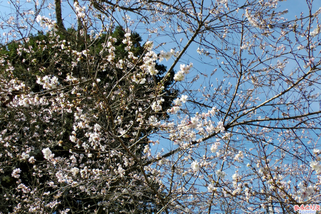 前洞の四季桜
