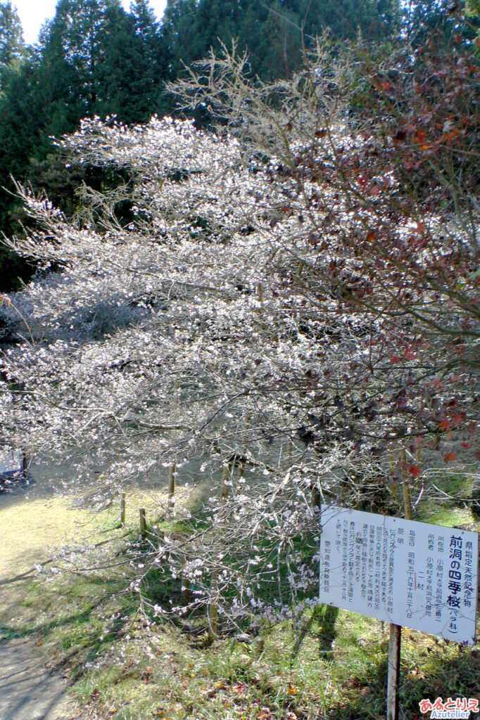 前洞の四季桜