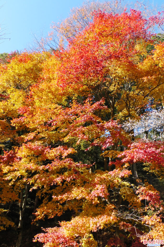 川見薬師寺の大モミジ