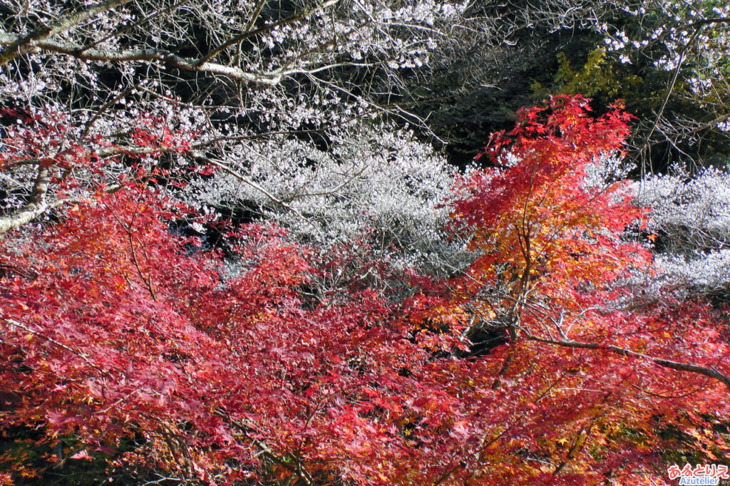 田代川