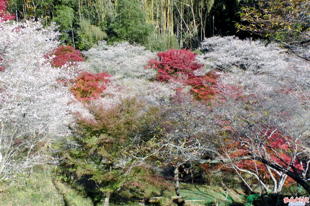 対岸の桜と紅葉