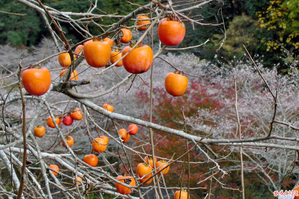 柿と桜と紅葉