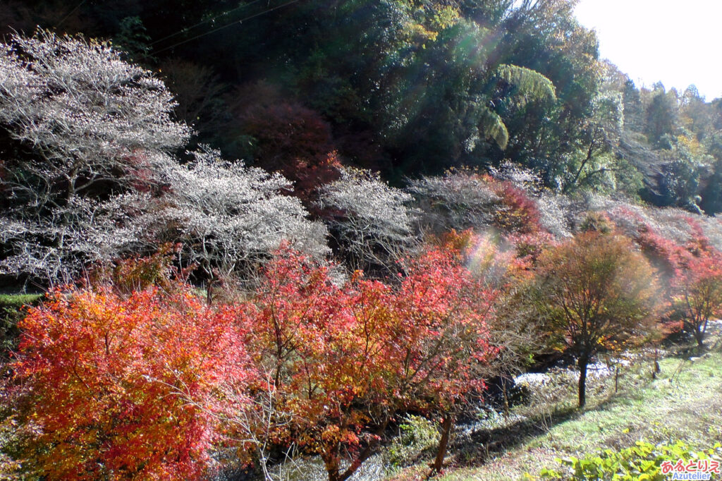 四季桜と紅葉の並木