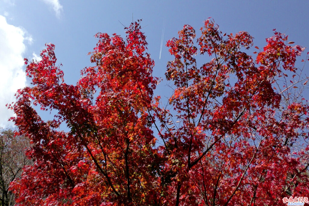 紅葉と飛行機雲