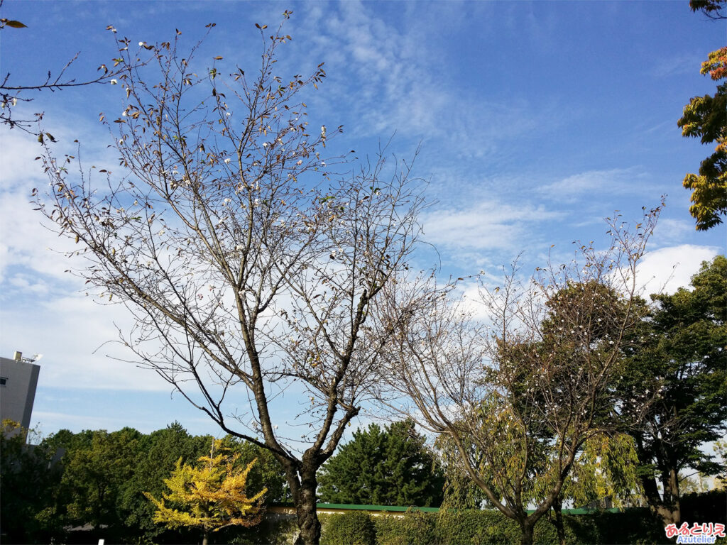 中京競馬場：なぜか桜が咲いていました