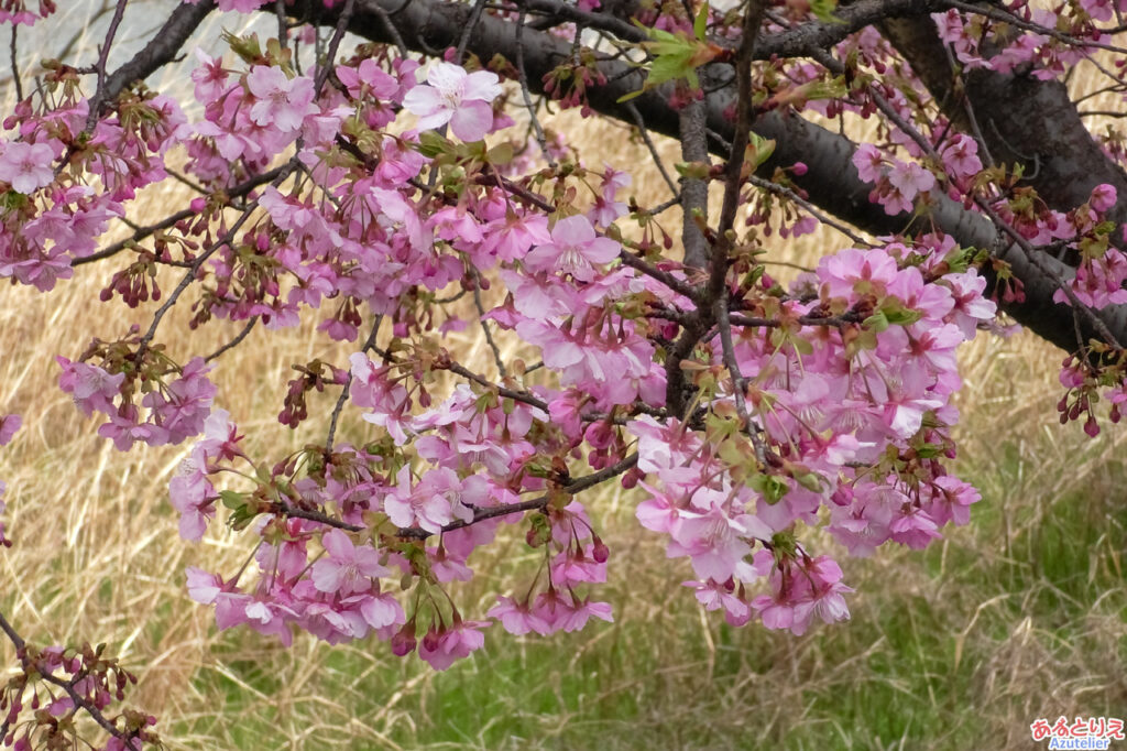 葵桜(アップ)