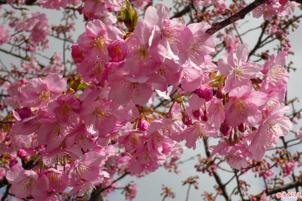 葵桜(アップ)