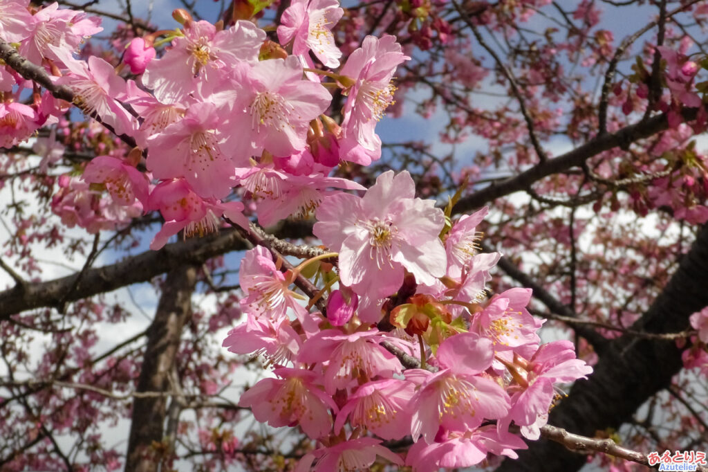 葵桜(アップ)