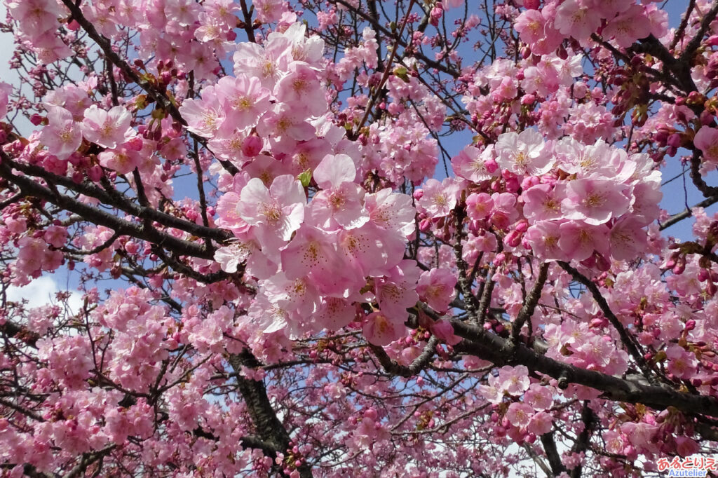 葵桜(アップ)