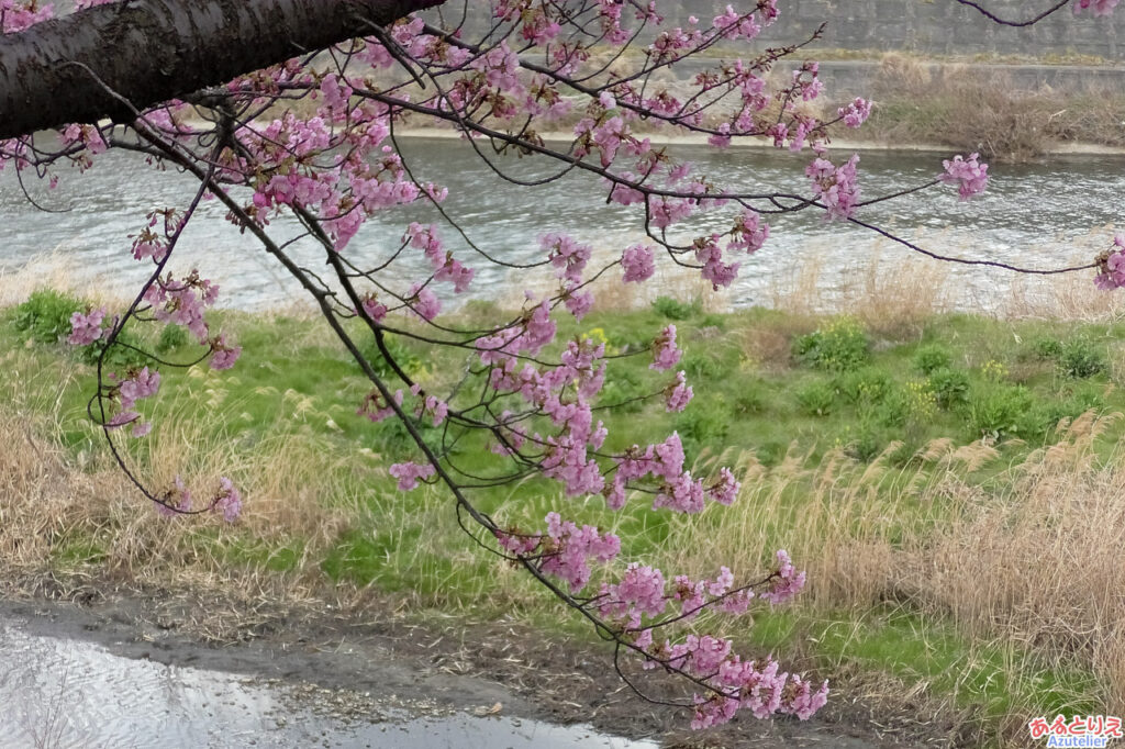 葵桜(アップ)