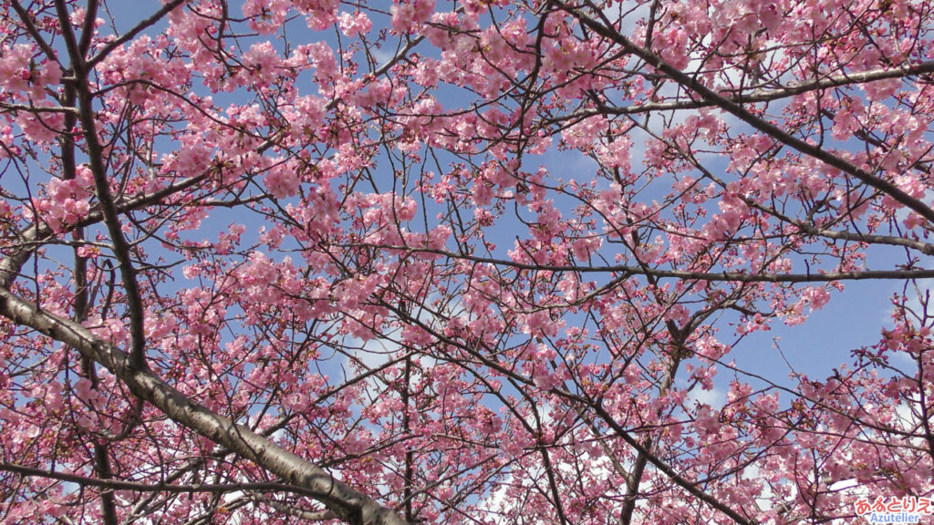 葵桜(アップ)