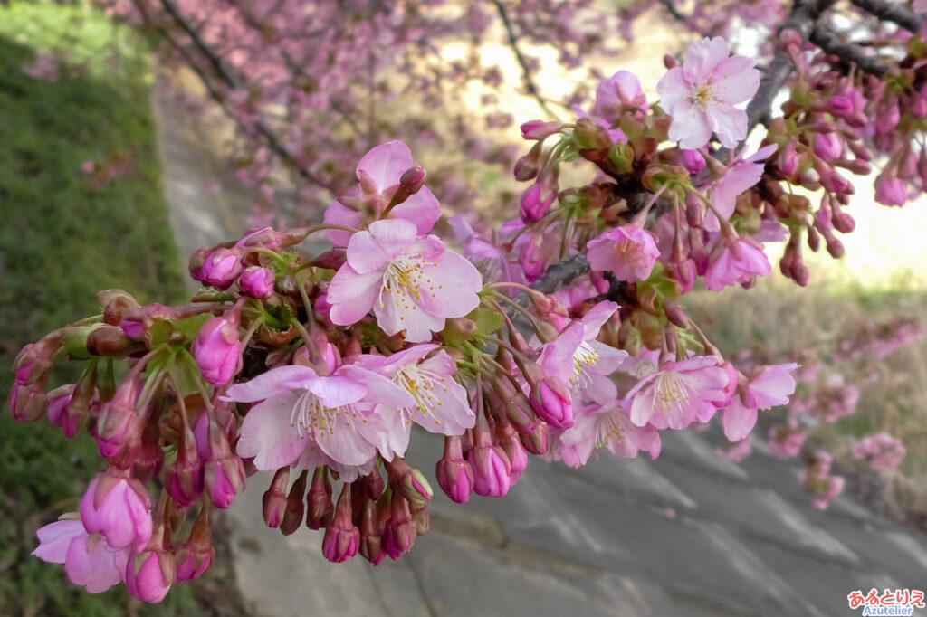 葵桜(アップ)