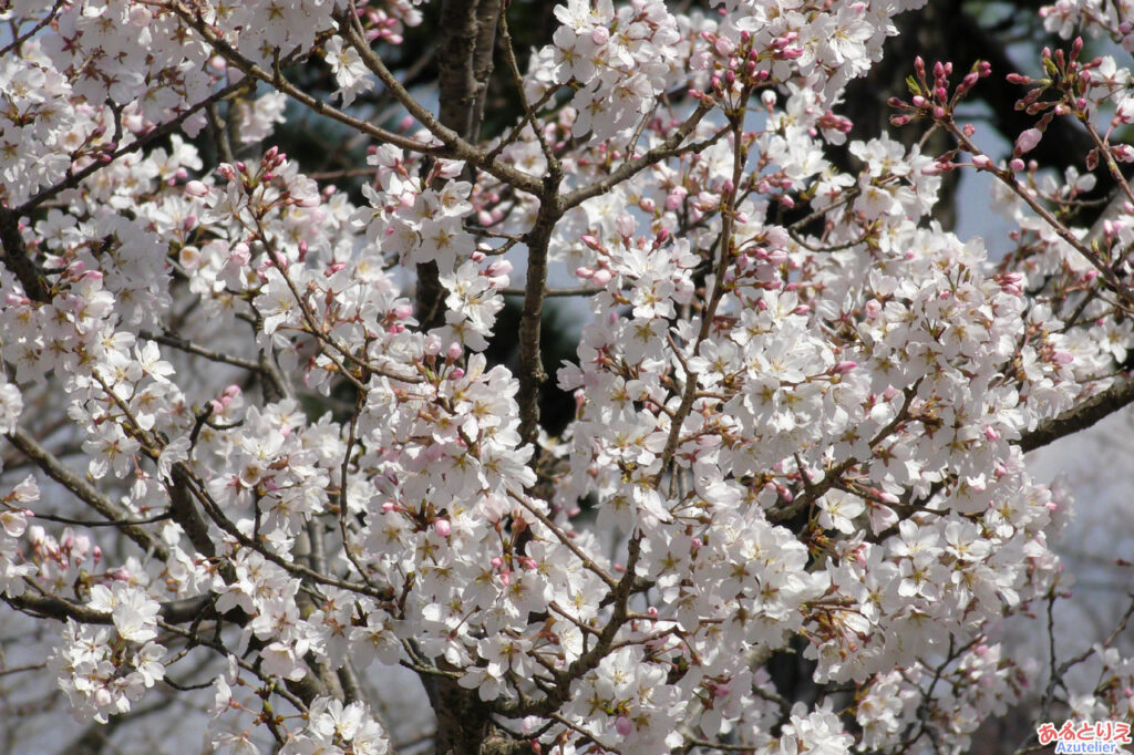 神代桜