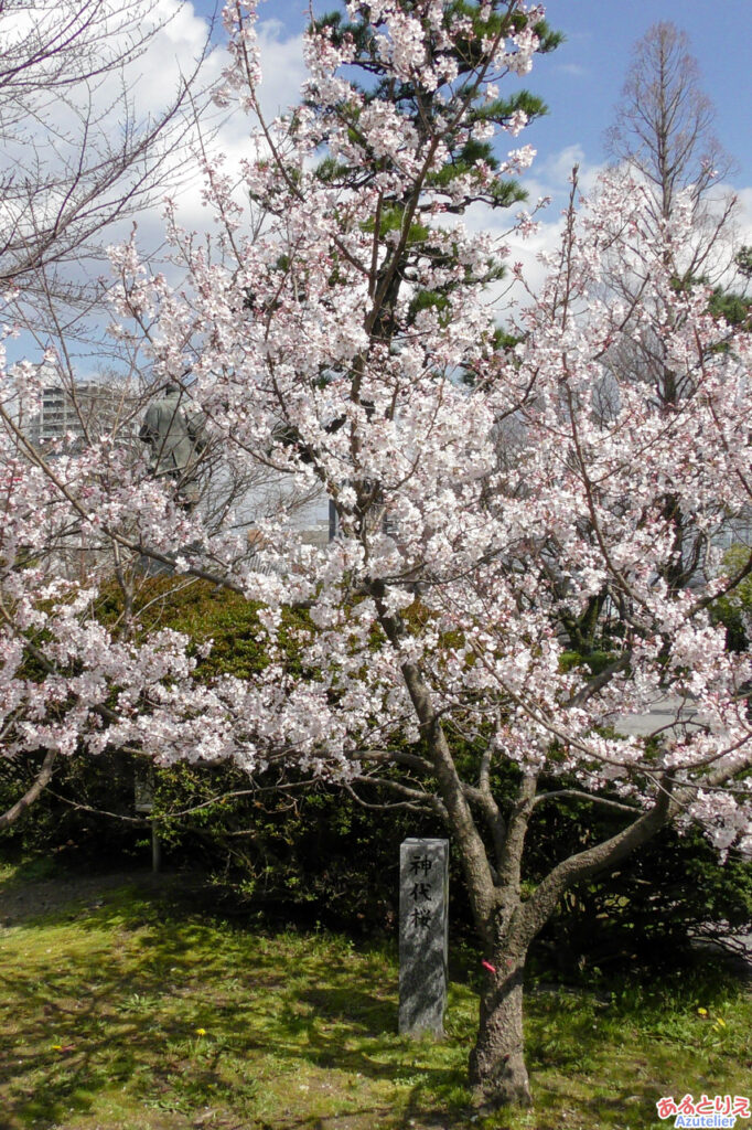 神代桜