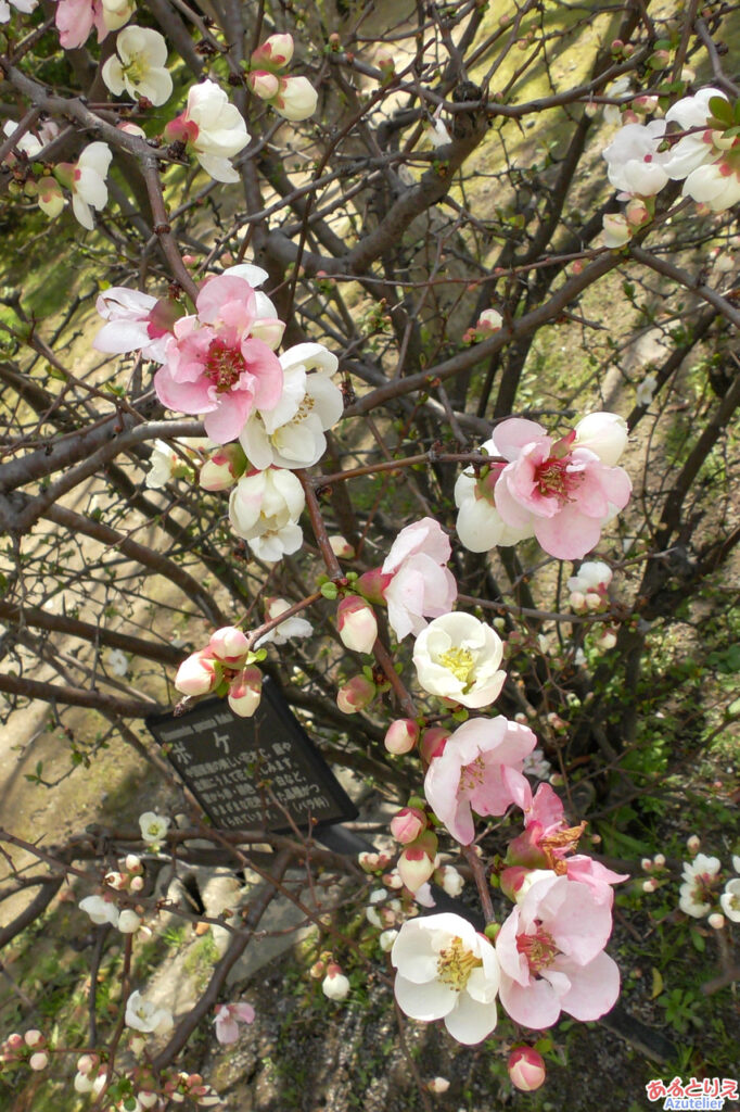 ボケの花